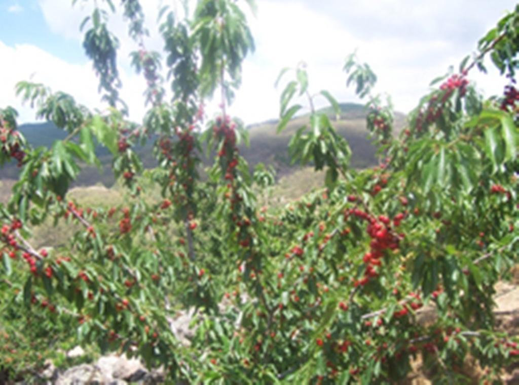 Barrado Las Calabazas חדר תמונה